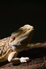 Bearded Dragon Portrait