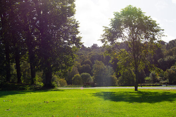 Fototapeta na wymiar trees in the park green 