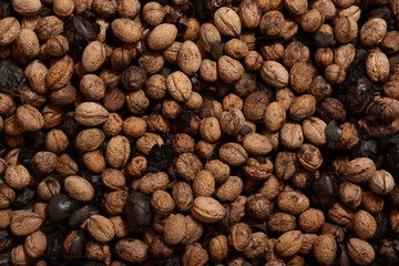Walnut in shell freshly harvested