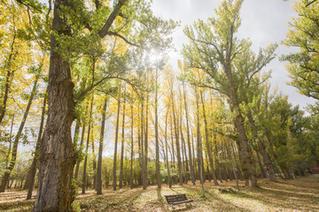Autumn landscape in Alcala de la Selva Teruel Aragon Spain Yellow poplar trees