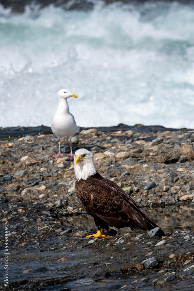 Wall mural Bale eagle on rock