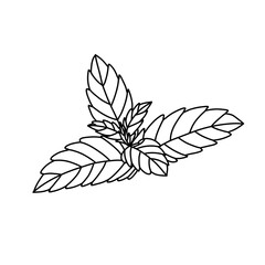 mint doodle icon, vector color line illustration