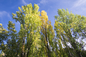 Autumn poplars in Teruel Aragon Spain