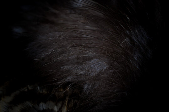 black hawk feathers with visible detail. background or texture