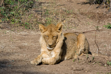 Sleepy lion in the Lower Zambezi National Park, Zambia