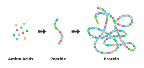 Vector scientific illustration of the structure of amino acids, peptides, and proteins. Peptides are short chains of more amino acids, proteins are long molecules made up of more polypeptides.