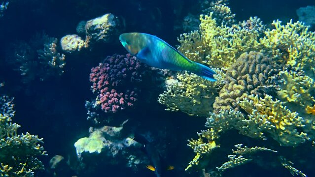 Colored parrotfish swimming in Red Sea in Egypt