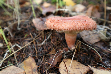 small mushrooms in the autumn forest close up