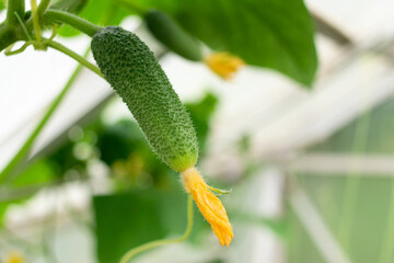 Close-up of a small cucumber on a branch, on a natural background, harvesting, natural organic product