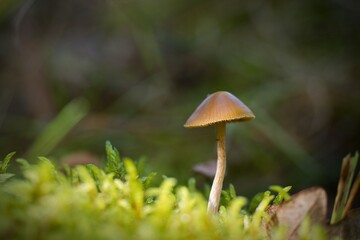 mushroom in the grass