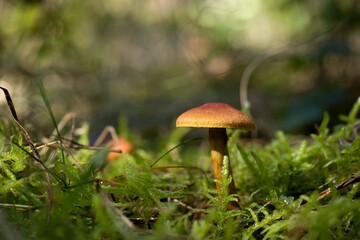 mushroom in the grass