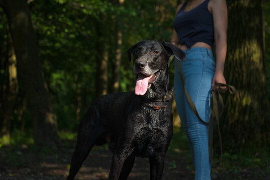 a black dog stuck out its tongue, a man is standing behind him and is holding a Mallorcan shepherd dog on a leash