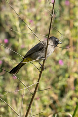 A White Spectacled Bulbul on a Branch