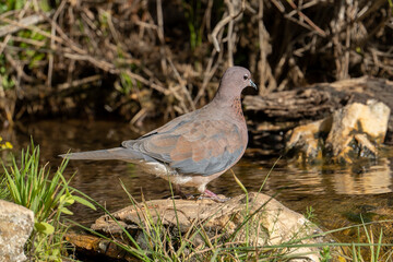 A Laughing Dove by a Pond