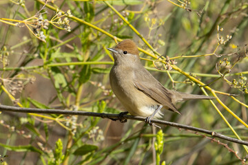 A Eurasian Blackcap Female