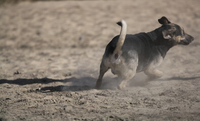 running dog running © Klimczak-Krajewska
