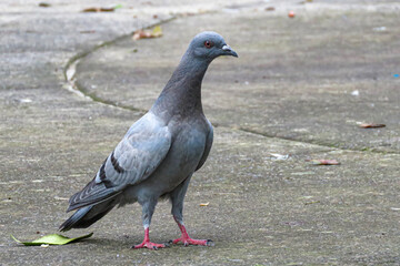 pigeon on the ground