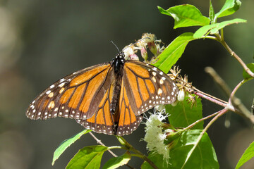 butterfly on a flower