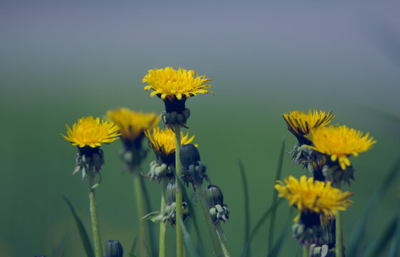 yellow dandelions on a meadow