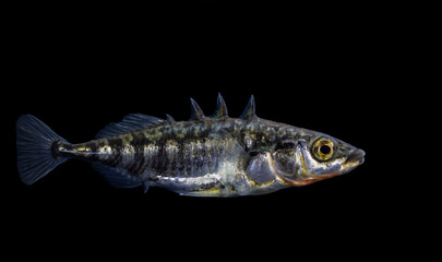 The three-spined stickleback (Gasterosteus aculeatus)