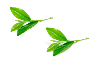 茶葉 生茶葉 お茶の葉 イラスト リアル