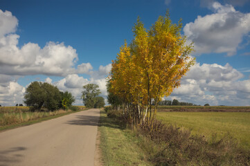 road in autumn © Klimczak-Krajewska