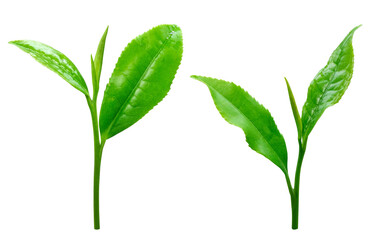 茶葉 生茶葉 お茶の葉 イラスト リアル