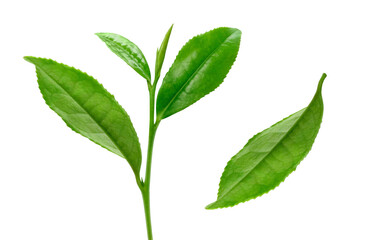 茶葉 生茶葉 お茶の葉 イラスト リアル