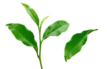 茶葉 生茶葉 お茶の葉 イラスト リアル