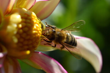 Biene auf einer Dahlienblüte