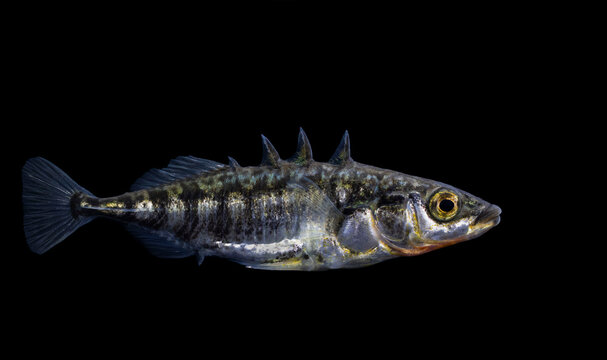 The three-spined stickleback (Gasterosteus aculeatus)
