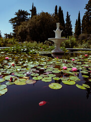 In the fountain on the water there are leaves and flowers of a pink lotus on a sunny day in the park