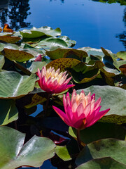 In the fountain on the water there are leaves and flowers of a pink lotus on a sunny day in the park