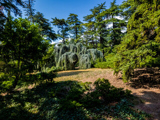 atlas cedar among the trees