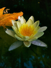 In the fountain on the water there are leaves and flowers of a yellow lotus on a sunny day in the park