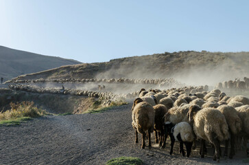 herd of sheep on the mountain