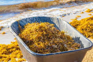 Wheelbarrow and disgusting seaweed sargazo beach Playa del Carmen Mexico. © Arkadi