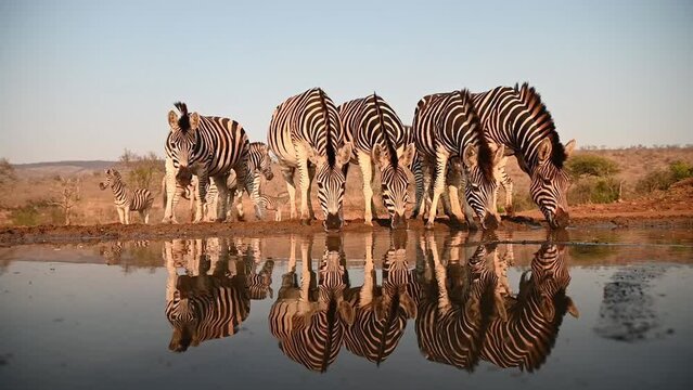 Zebras at a water hole in late evening in South Africa