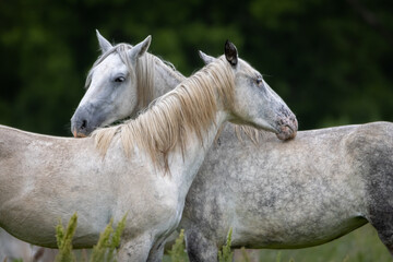 white horses in the field, nuzzling