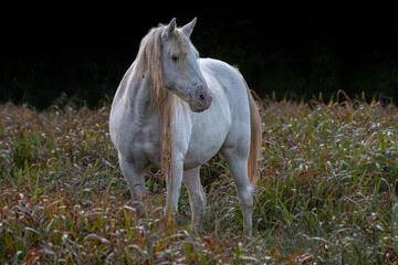 white wild  horse in the field
