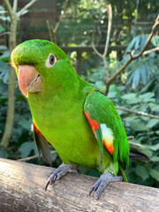 green winged macaw