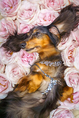 beautiful dachshund dog lies in a meadow of rose flowers	