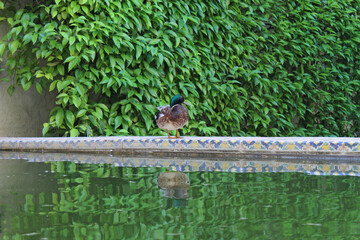 Mallard duck resting near a pond.