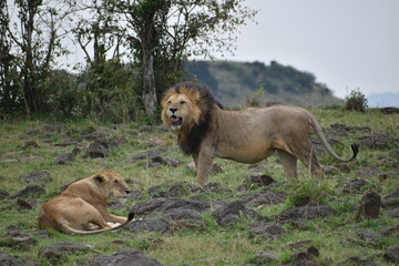 Fototapeta na wymiar Dominant lion showing his strength with a lion lying next to him