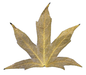 A shot of an isolated yellow maple leaf