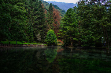 Fototapeta premium river in the forest