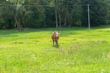 Krowa na pastwisku