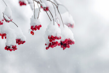 Snow-covered clusters of viburnum in winter on a light background. Red viburnum berries in winter