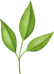 Obraz premium Watercolor green leaves branch