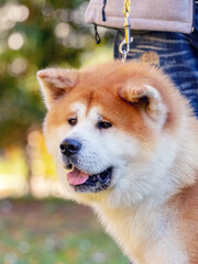 Dog breed shiba-inu in the park near his master on a leash
